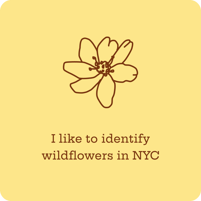I like to identify wildflowers in NYC